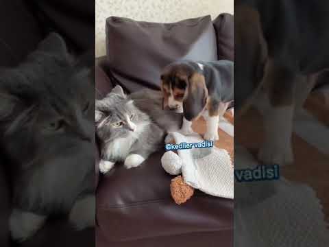 cat dog fight😱 shorts video #short