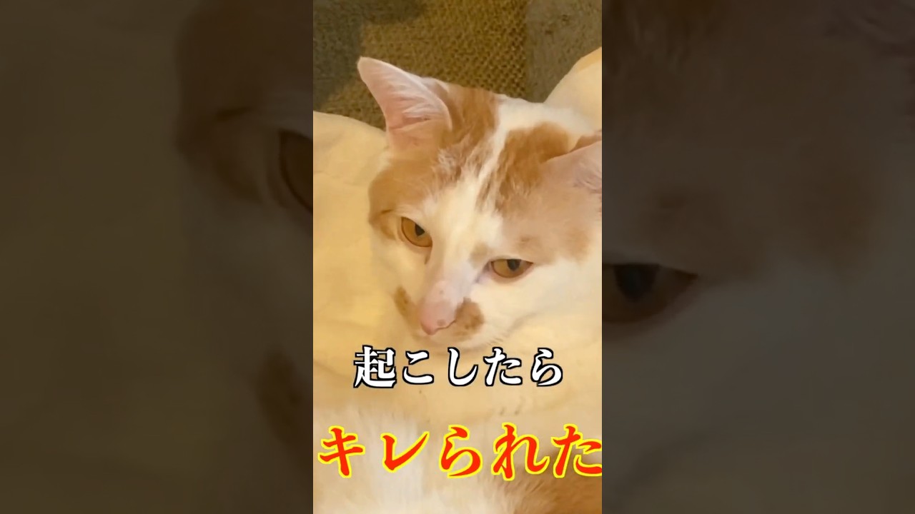 猫起こしたらキレられた。説明欄よかったら見て