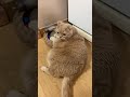 If You Re Happy And You Know It Clap Your Hands With Cat Shorts Funny Catvideo