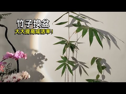 種竹子盆栽