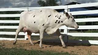 Vídeo 36 - LIQUIDAÇÃO TOTAL ESTÂNCIA SÃO FRANCISCO DE ASSIS | GADO HOLANDESES
