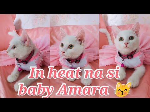 SIGNS THAT YOUR CAT IS IN HEAT
