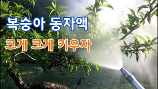 [복숭아재배] 복숭아 크게 키우는방법 / 복숭아 동자액은 과 비대에 도움을 줍니다