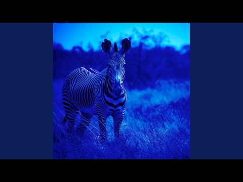 Zebra Blue
