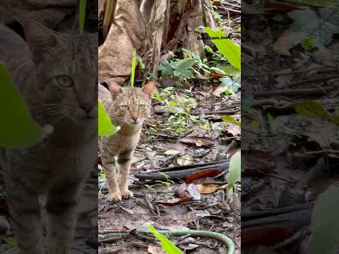 Cat mass video thudarum kaderum kombaa mallu cat videos