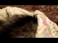 Сибирский кот 