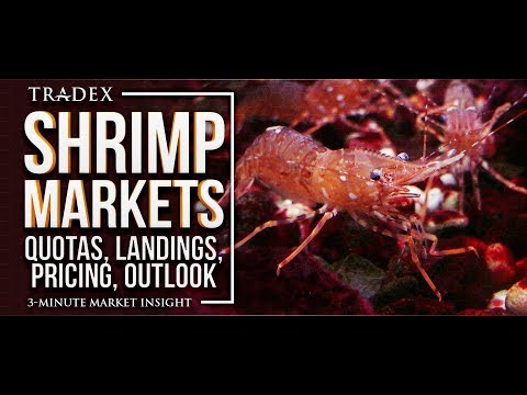 download lagu mp3 mp4 Shrimp Market Price 2018, download lagu Shrimp Market Price 2018 gratis, unduh video klip Shrimp Market Price 2018