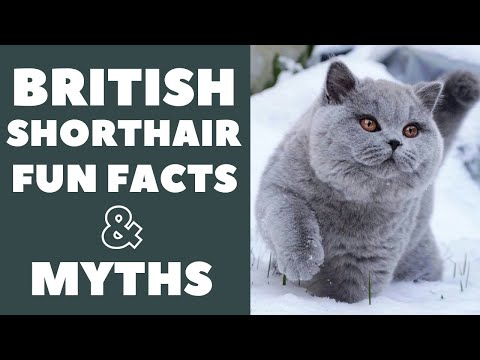 British Shorthair Cats 101 : Fun Facts & Myths