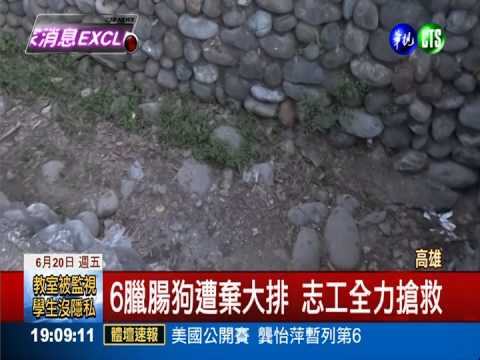 6臘腸狗遭棄大排 志工全力搶救