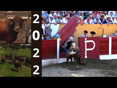 💥 ESPETACULARES SALIDAS DE TOROS Y LO MEJOR DEL CAMPO 2022 💥🐂