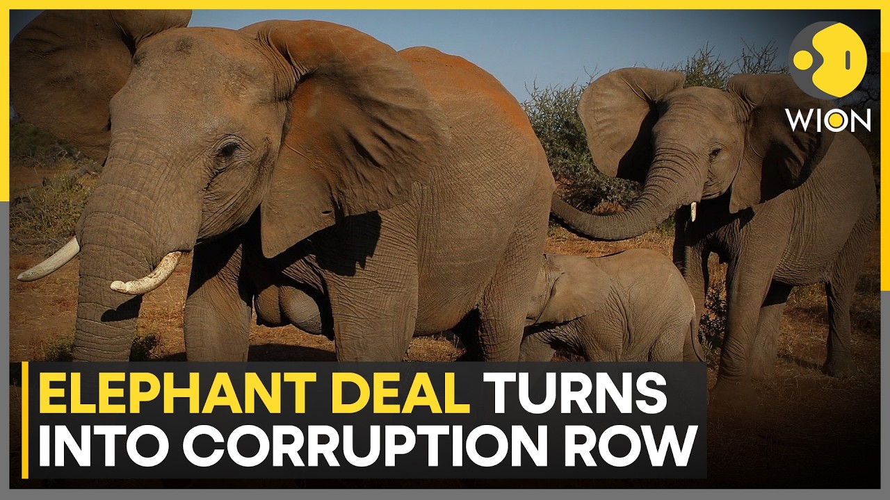 Malaysia Launches Probe into Japan Elephant Transfer | WION News