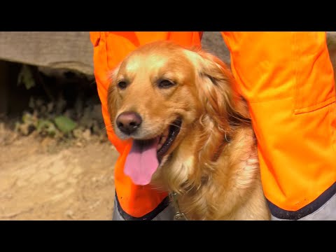 So arbeiten die Lebensretter der BRH Rettungshundestaffel Breisgau-Ortenau e.V.