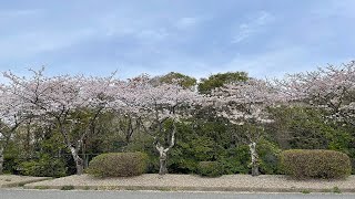【ヒデさんの日常】2025年4月13日（日）～4月19日（土）