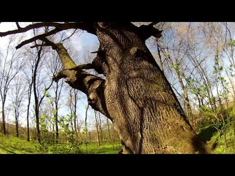 Baba Groasă --24Mar2017