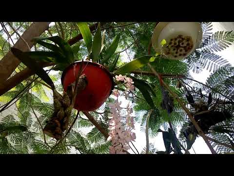 Cuitlauzina pendula 2021, Stephanotis floribunda y brotes de primavera.