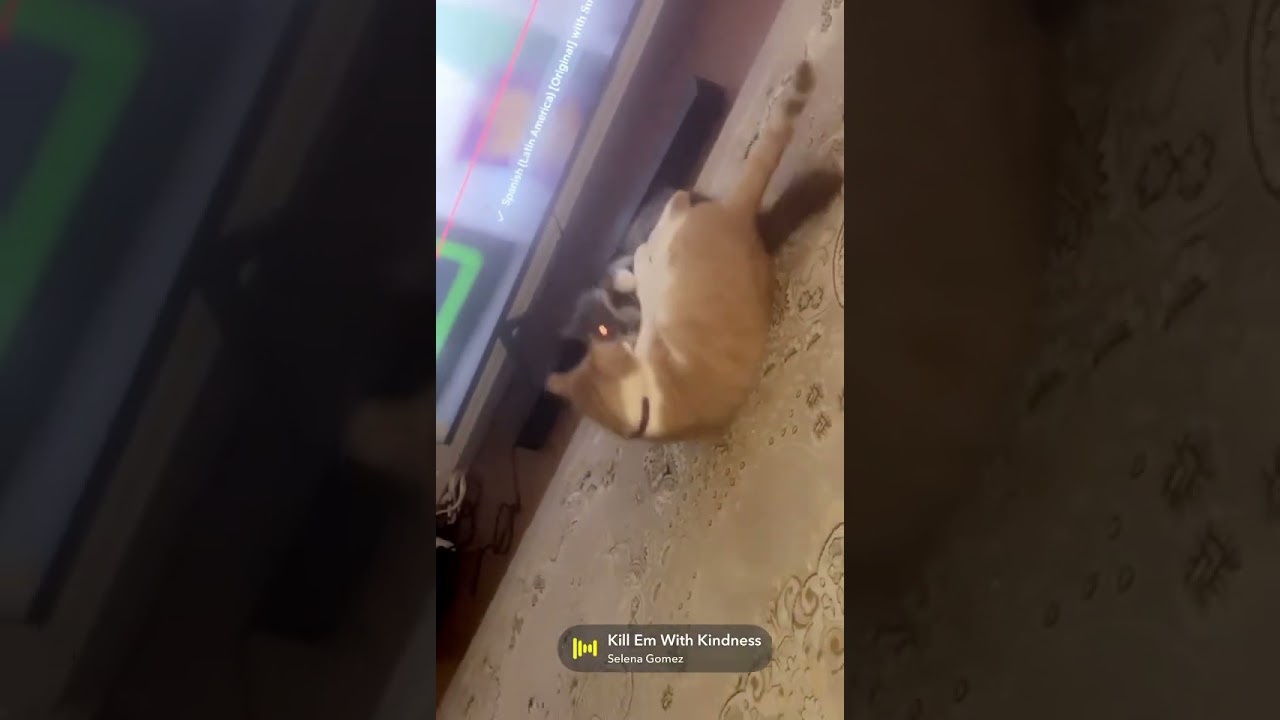 Enlarge Valentino , a Adoptable mixed breed in Woodinville, WA video 5/5