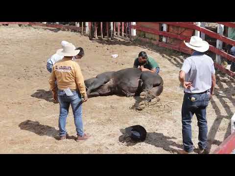 VIDEO OFICIAL - FERIAS Y FIESTAS EN HONOR A NUESTRA SEÑORA DEL ROSARIO DE PISBA 2025