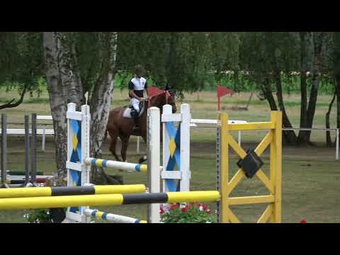 Chetlag - Convoi DSP gelding * 2014 for sale
