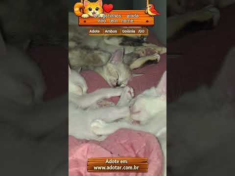 Vídeo de Os gatinhos ainda não tem nome.