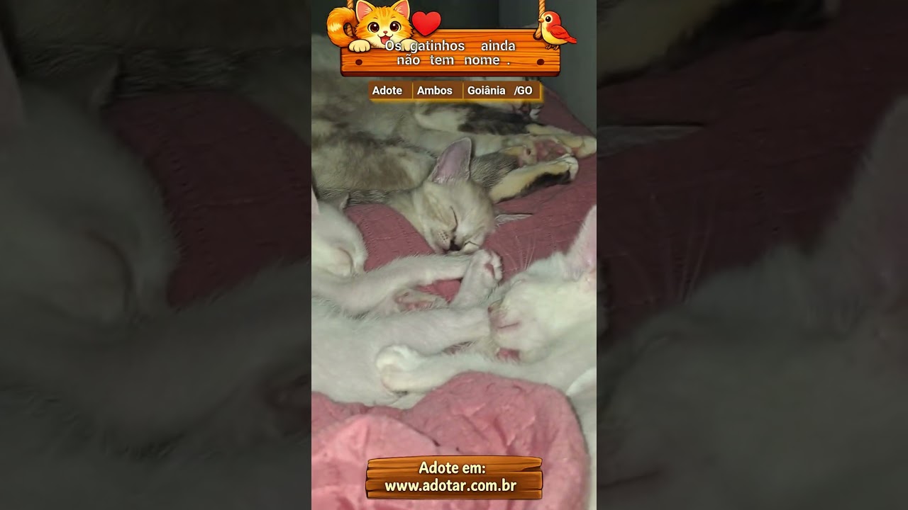 Gato raça SRD-ViraLata idade 2 a 6 meses nome Os gatinhos ainda não tem nome.