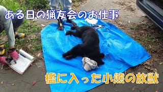 【狩猟動画】罠にかかった小熊の放獣