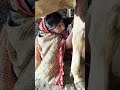 Cow Baffalo Animalfarming Animals Cattleworld Cattlefarming Farming Dairyherd
