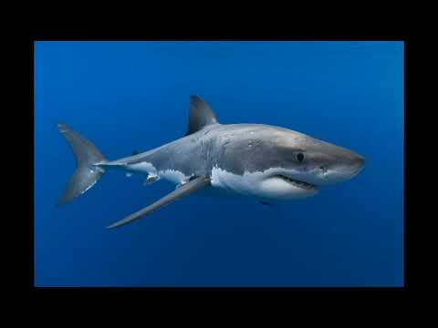 Playway to English 4. Unit 6. Wild animals