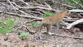 preview picture of video 'Yala national park'