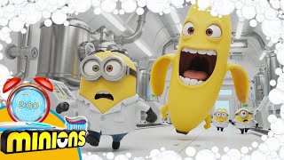 Download lagu Minions Banana Song 2 Minute Toothbrush timer with Music mp3 Download lagu Minions Banana Song 2 Minute Toothbrush timer with Music mp3