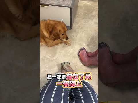 小狗懷疑主人偷偷進化了，表情都懵了