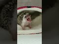 🦔 Tiny Baby Hedgehog Yawning Away 🦔