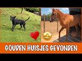 Nala heeft haar gouden huisje gevonden! | DierenpraatTV