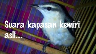 Download lagu Suara khas burung kapasan kemiri ori alam mp3 Download lagu Suara khas burung kapasan kemiri ori alam mp3