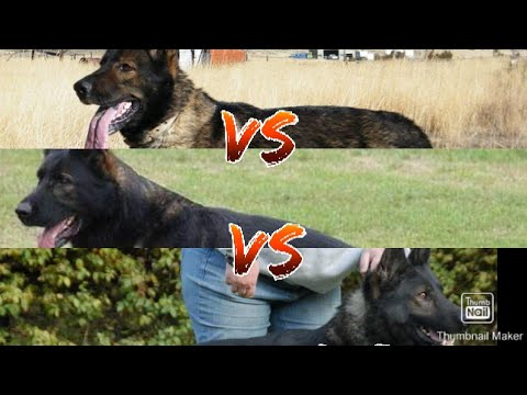 East German DDR GSD vs Czech GSD vs West German GSD/Dogzplanet