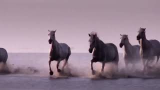 Vicente Fernández- el caballo blanco