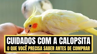 O Que Saber Antes de Comprar Calopsita