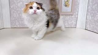 スコティッシュフォールドの動画01