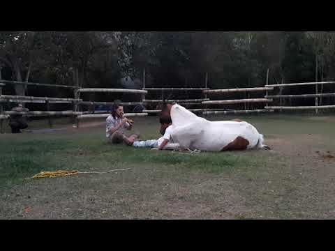 Sep 24, Curso de Doma Índia por Guto Petry