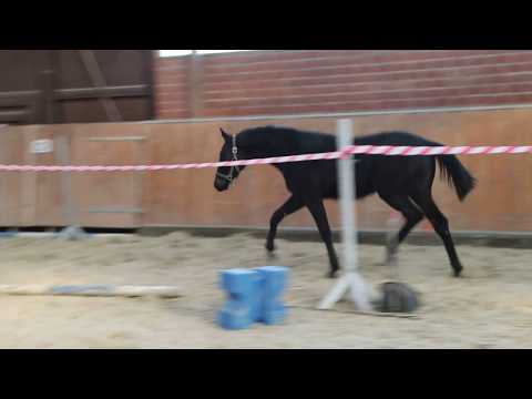 OL Stutfohlen von Fürstenball/Hofrat am 11. 03. 2018