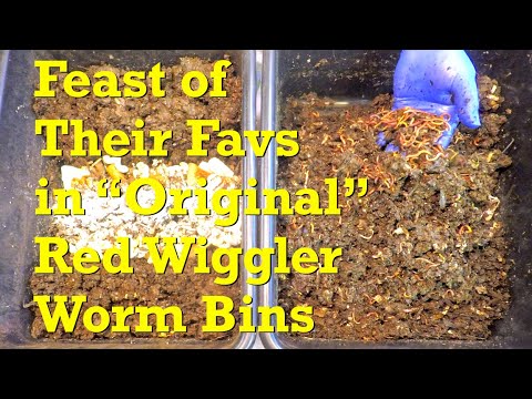 Original red wiggler worms in 71-day bins fed after 2 weeks - vermicompost