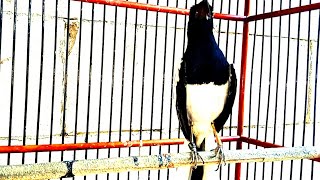 Download lagu MASTERAN KACER NEMBAK FULL NAGEN MATERI MAHAL!!!Kacer ngobra narung mp3