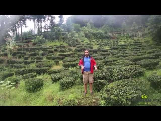 Жёлтый чай гор Хошань, провинция Аньхой