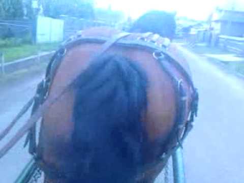 Cal de vanzare  Jud Neamt Com. Piatra Soimului Sat Luminis Tel: 0754931837