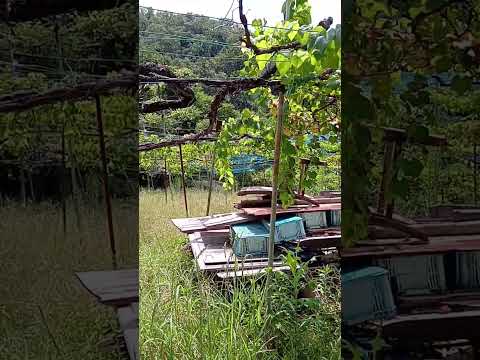 園芸 ブドウ畑のコウモリ