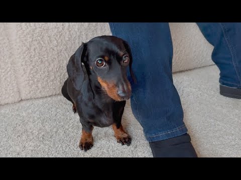 2nd Christmas Day. Mini Dachshund wants to be with grandma all the time.