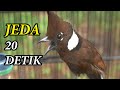 MASTERAN CILILIN GACOR JEDA 20 DETIK