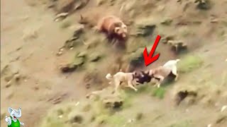 Dogs Drag Away a Teddy Bear / Animal Accidents Caught on Camera