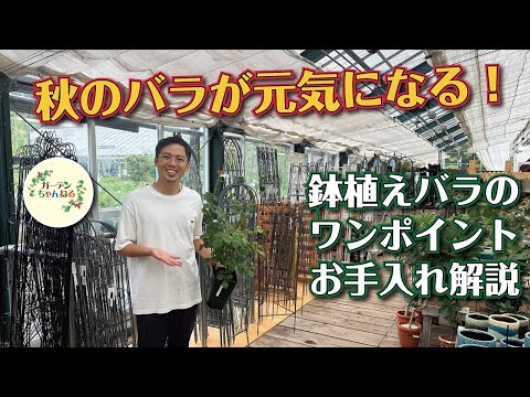 しおれたバラにジャガイモを使って植える：神話か現実か？  庭園
