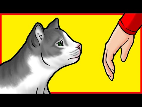Do Cats Miss and Remember Their Owners? - YouTube