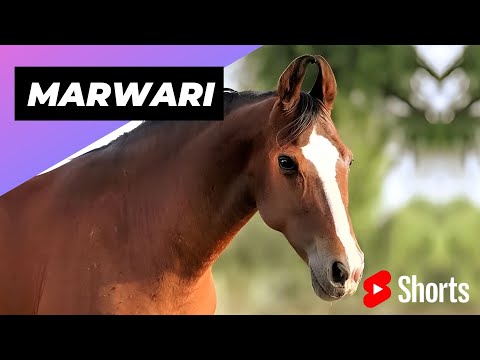 , title : 'Marwari 🐴 One Of The Most Beautiful Horses In The World #shorts #marwari #beautifulhorses'